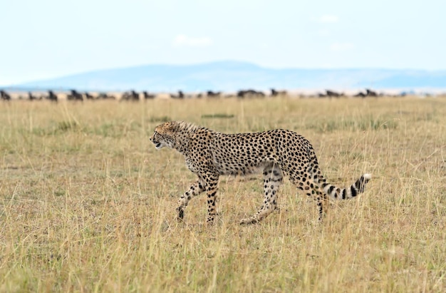 Familia de guepardos en el Parque Nacional de Masai Mara en Kenia