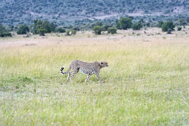 Familia de guepardos en el Parque Nacional de Masai Mara en Kenia