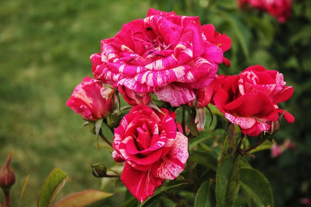 Una familia de hermosas rosas abigarradas abre sus capullos después de un dulce sueño