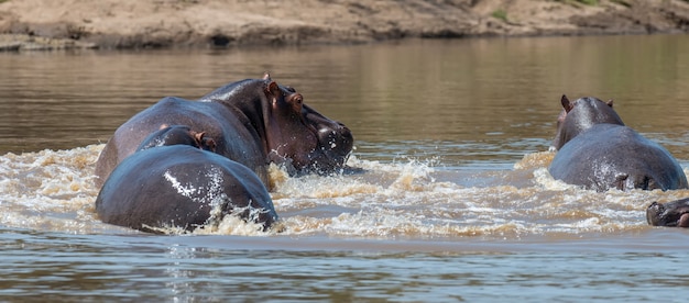 Família hipopótamo (Hippopotamus amphibius) no rio.