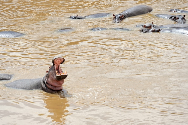 Familia de hipopótamos (Hippopotamus amphibius) en el agua, África