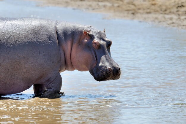 Foto familia de hipopótamos hippopotamus amphibius en el lago kenia áfrica