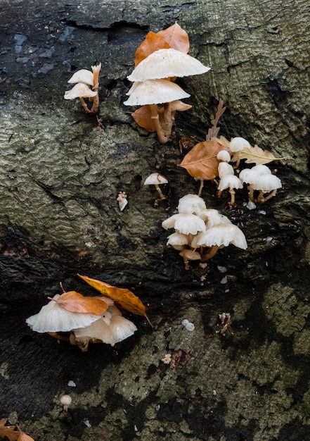 Familia de hongos en hojas muertas y madera.