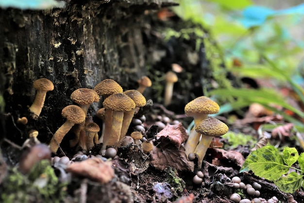 Familia de hongos de miel en el bosque