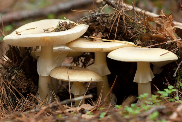 Una familia de hongos venenosos en el bosque.