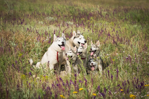 Familia de husky siberiano jugando en el césped en el campo