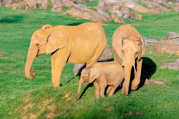 Família incrível de elefantes. Mãe, pai e filho