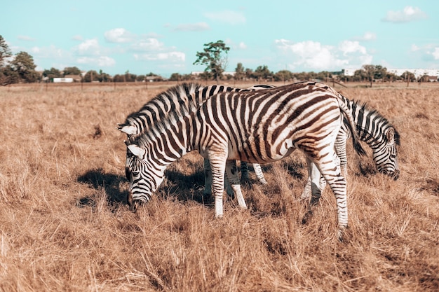 Família incrível de zebras caminhando no campo em um cavalo selvagem de um dia quente de sol com listras brancas e pretas