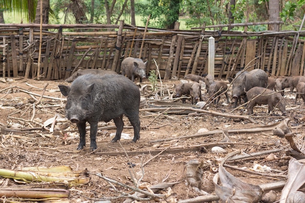 Familia de jabalí en granja rural