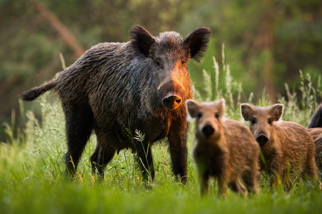 Familia de jabalíes con lechones jóvenes en la pradera de verano al atardecer