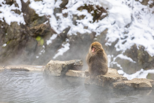Foto família japonesa de macacos da neve jigokudani monkey park nagano japão em 09 de janeiro de 2022