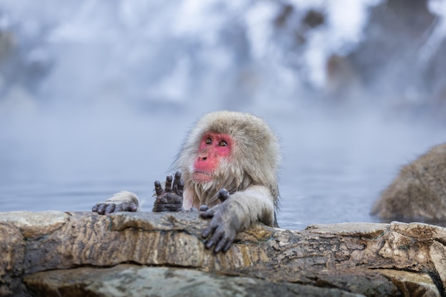 Foto família japonesa de macacos da neve jigokudani monkey park nagano japão em 09 de janeiro de 2022