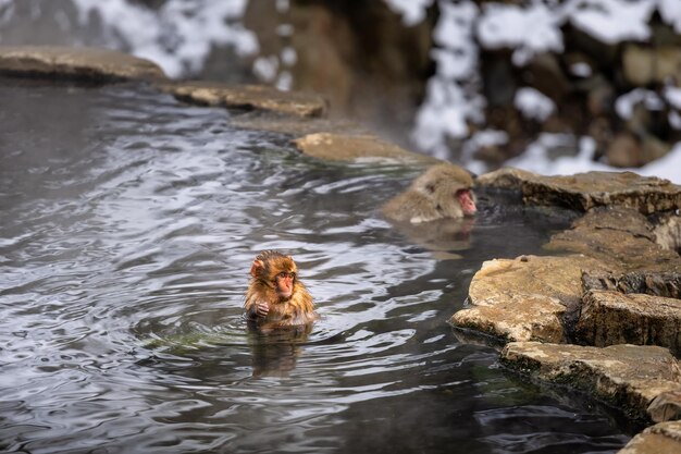 Familia japonesa de monos de nieveJigokudani Monkey Park Nagano Japónel 09 de enero de 2022