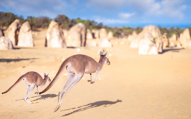 Familia Kanggaroo salta en el parque de rocas Pinnacles en el desierto de Nambung