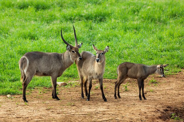 La familia Kobus Kobus ellipsis prymus son grandes antílopes en el Parque Nacional Tsavo Kenia