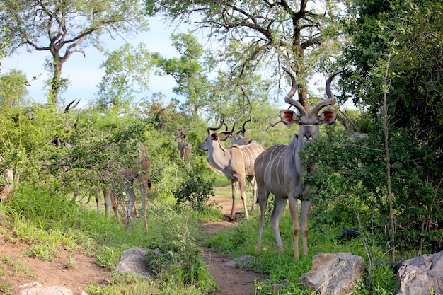 familia kudu en el bosque