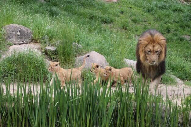 Foto familia de leones en un campo