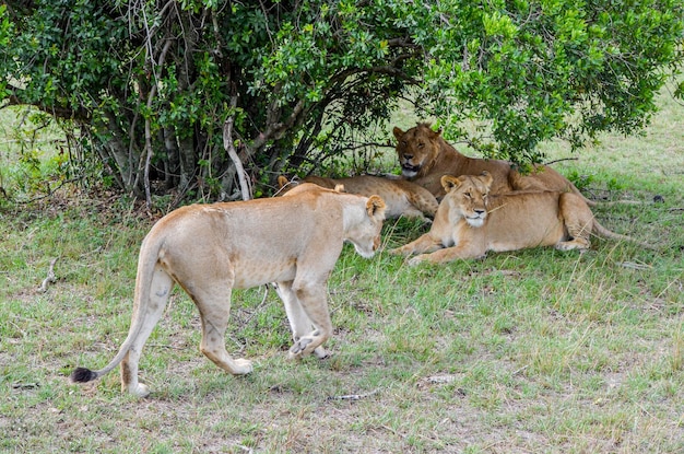 Una familia de leones descansar después de comer el Parque Nacional de Masai Mara en Kenia África