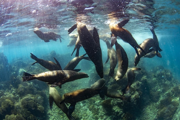 Familia de leones marinos bajo el agua a contraluz
