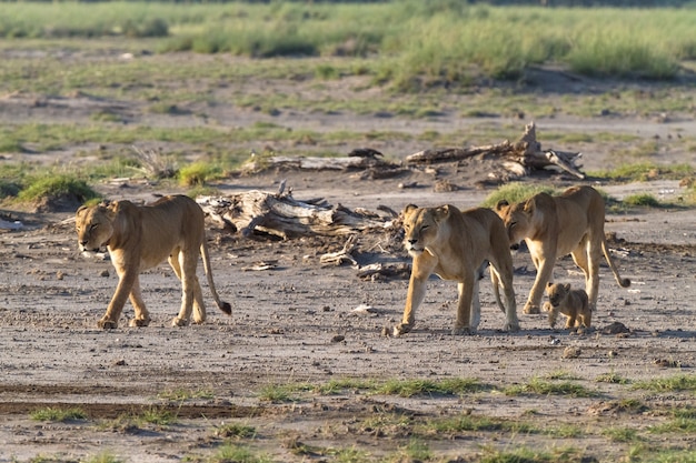 Família leonística na savana do quênia