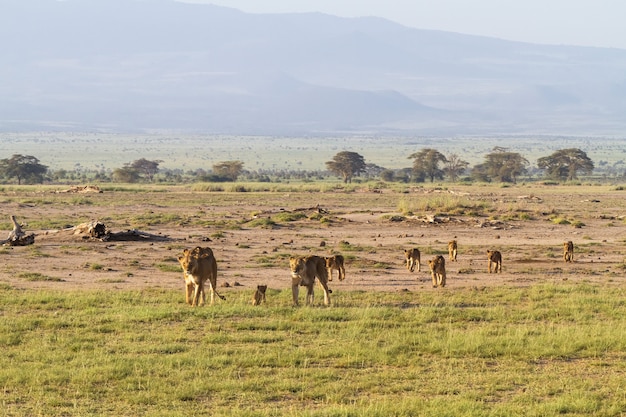 Família Leonística na savana do Quênia