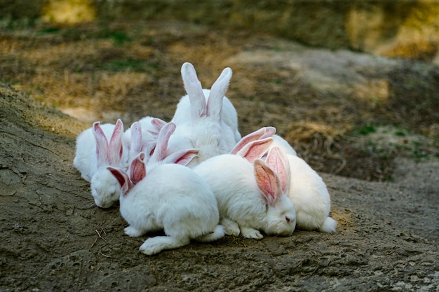 Una familia de liebres o conejos blancos descansa