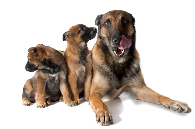 familia malinois