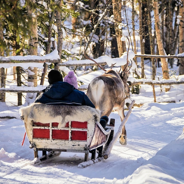 Familia mientras paseo en trineo tirado por renos en invierno Rovaniemi, Laponia, Finlandia