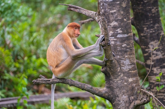 Familia de mono narigudo salvaje o Nasalis larvatus o mono holandés, en la selva de la isla de Borneo, Malasia, de cerca. Increíble mono con una enorme nariz colgante