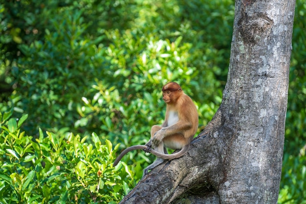 Familia de mono narigudo salvaje o Nasalis larvatus, en la selva de la isla de Borneo, Malasia, de cerca. Mono asombroso con una nariz grande.