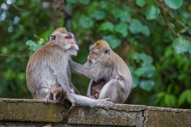 Familia de monos en el bosque sagrado de los monos en Ubud, isla de Bali, Indonesia. De cerca