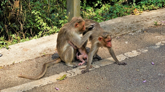 Familia de monos indios con su bebé recién nacido