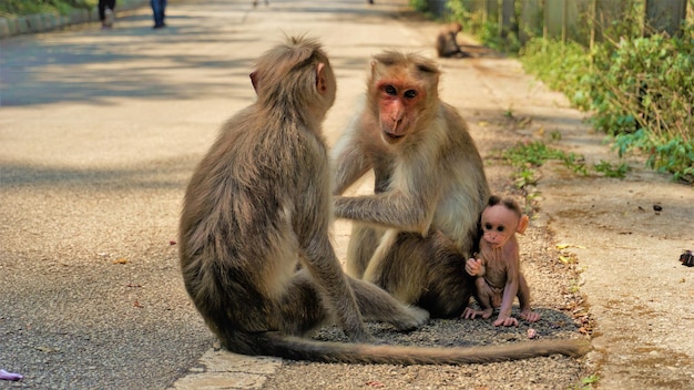 Familia de monos indios con su bebé recién nacido