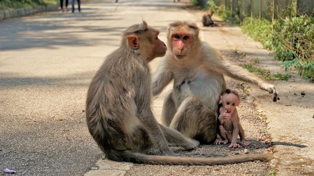 Familia de monos indios con su bebé recién nacido