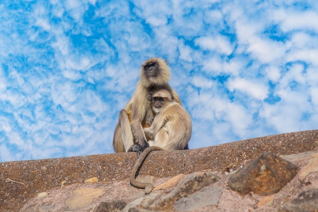 Familia de monos Langur en la ciudad de Mandu India Cerrar