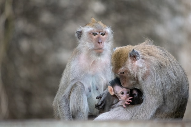 Familia de monos lindos