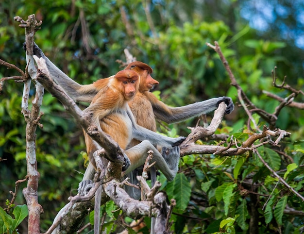 Familia de monos narigudos están sentados en un árbol en la jungla. Indonesia. La isla de Borneo.Kalimantan.