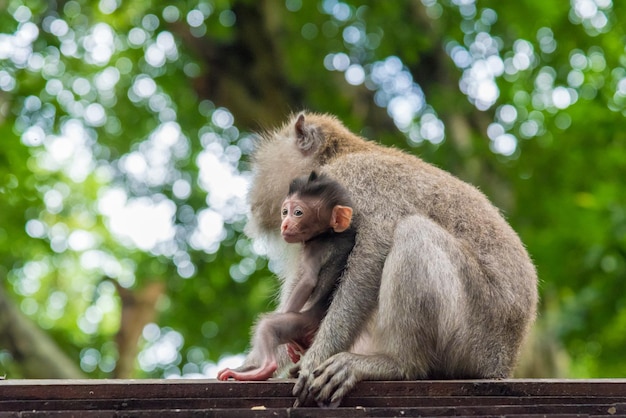 Familia de monos relajándose en la madera
