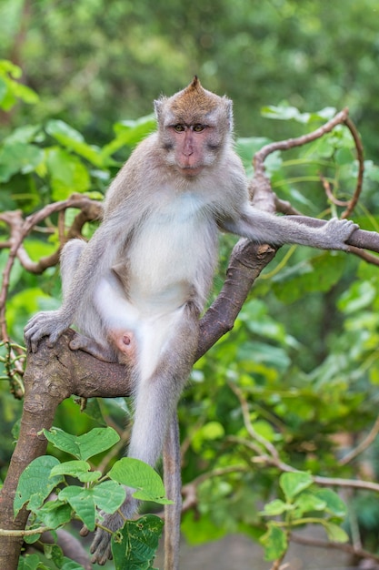 Familia de monos salvajes en el bosque sagrado de los monos en Ubud, isla de Bali, Indonesia. Monkey Forest Park, lugar emblemático de viaje y destino turístico en Asia, donde los monos viven en un entorno de vida silvestre