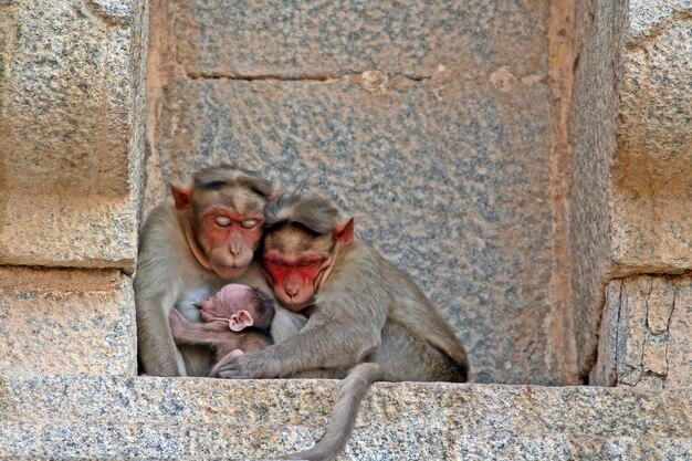 Foto la familia de los monos