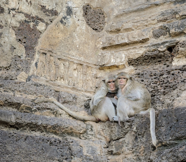 Familia de monos