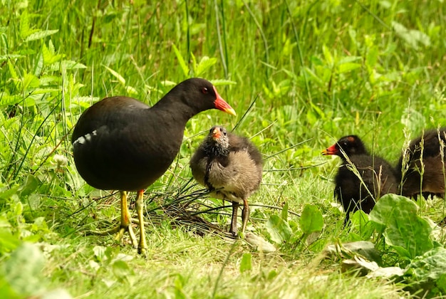 Foto la familia moorhen en un campo