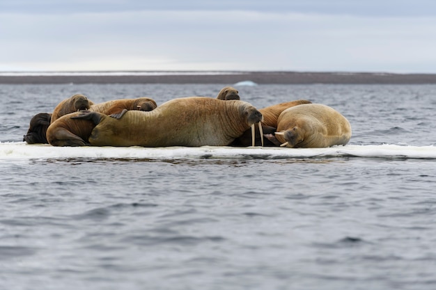 Familia de morsa en el témpano de hielo. Paisaje ártico.