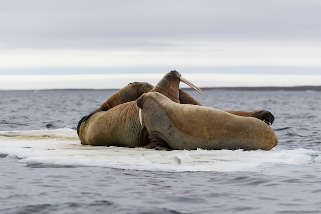 Familia de morsa en el témpano de hielo. Paisaje ártico.