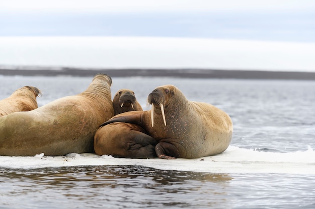 Familia de morsa en el témpano de hielo. Paisaje ártico.