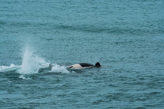 Familia de orcas con bebéPunta Norte reserva natural PatagoniaArgentina