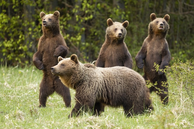 Foto familia oso pardo con madre y curiosos tres cachorros de pie sobre las patas traseras en la naturaleza de primavera.