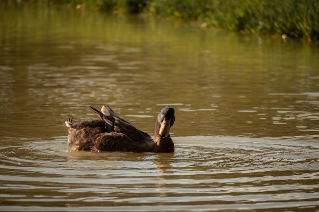 familia de patos bañándose en el lago