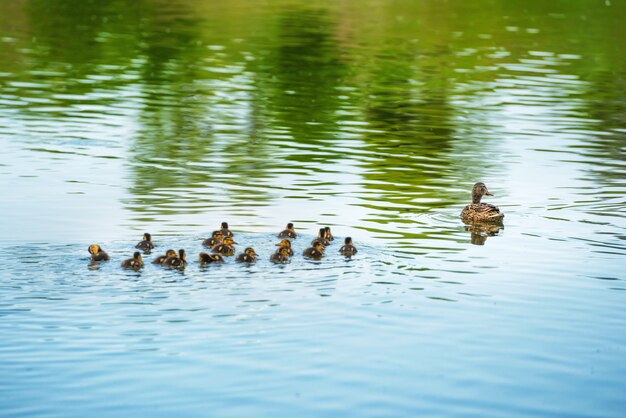 Foto familia de patos con muchos patitos pequeños nadando en el río.