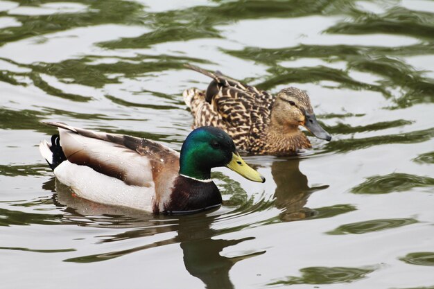 La familia de patos nada en la superficie del río.